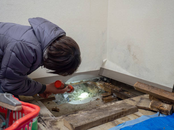 Best Attic Mold Removal  in Fort Smith, AR