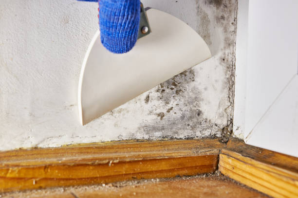 Best Post-Remediation Verification Testing  in Fort Smith, AR