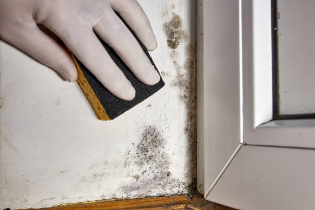 Best Black Mold Removal  in Fort Smith, AR